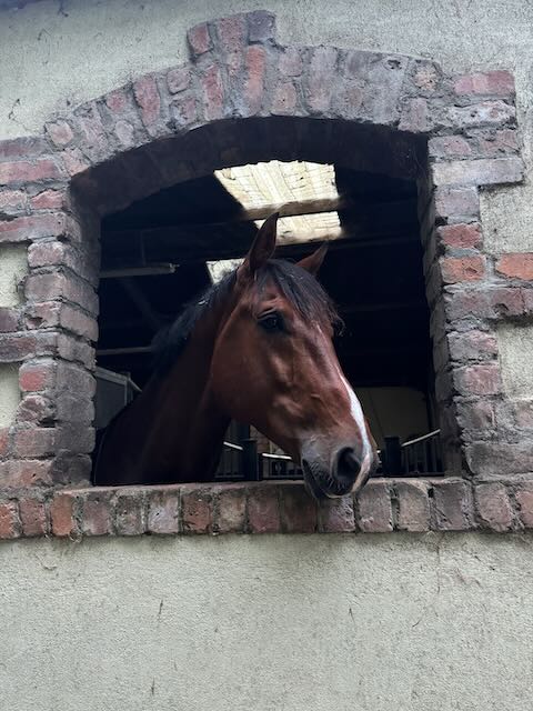 Horse in a yard