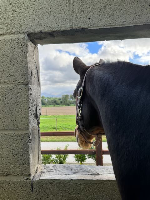 Horse in stable