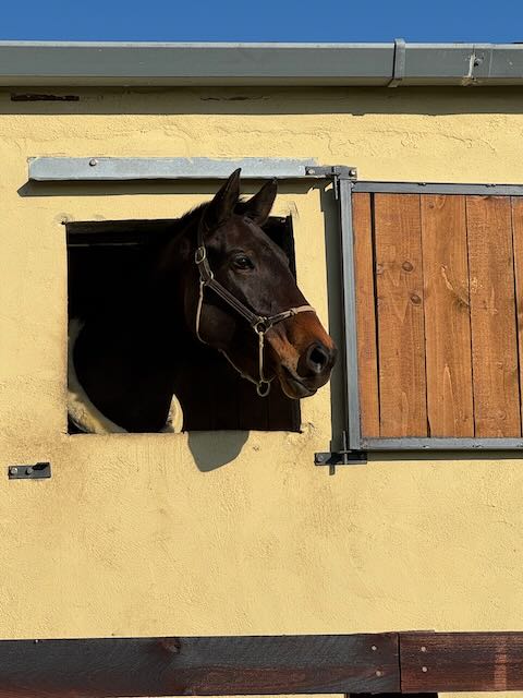 Horse in field